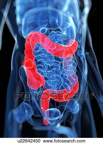 Clipart - Healthy large intestines, artwork. Fotosearch