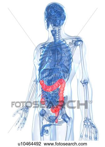 Healthy large intestines, artwork View Large Illustration Drawing - Healthy large intestines, artwork. Fotosearch