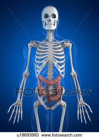 Drawing - Healthy large intestines, artwork. Fotosearch