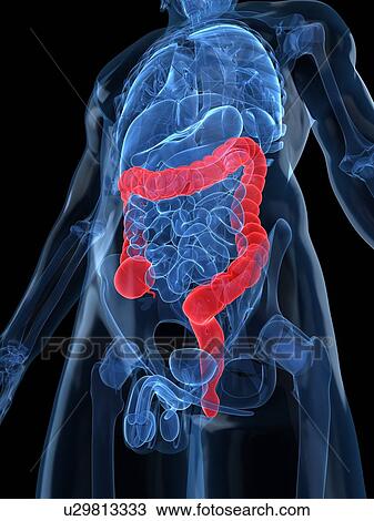 Healthy large intestines, artwork View Large Illustration Drawing - Healthy large intestines, artwork. Fotosearch
