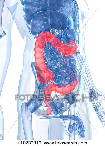 Stock Illustration - Healthy large intestines, artwork. Fotosearch