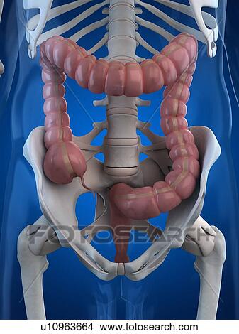 Healthy large intestines, artwork View Large Illustration Stock Illustration - Healthy large intestines, artwork. Fotosearch