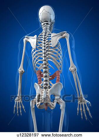 Healthy large intestines, artwork View Large Illustration Stock Illustration - Healthy large intestines, artwork. Fotosearch