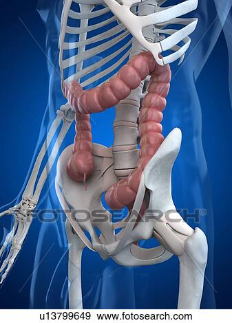 Stock Illustration - Healthy large intestines, artwork. Fotosearch