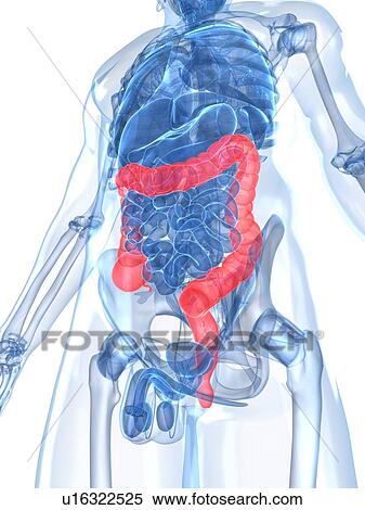 Healthy large intestines, artwork View Large Illustration Stock Illustration - Healthy large intestines, artwork. Fotosearch