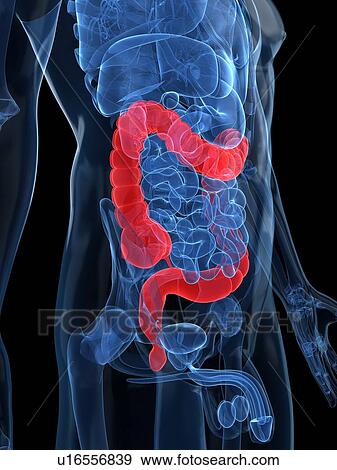 Healthy large intestines, artwork View Large Illustration Stock Illustration - Healthy large intestines, artwork. Fotosearch