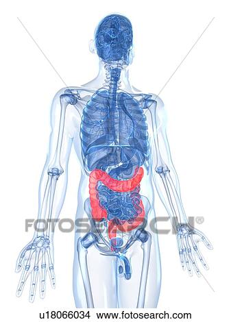 Healthy large intestines, artwork View Large Illustration Stock Illustration - Healthy large intestines, artwork. Fotosearch