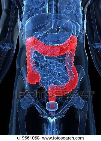 Healthy large intestines, artwork View Large Illustration Stock Illustration - Healthy large intestines, artwork. Fotosearch