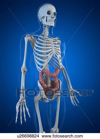 Healthy large intestines, artwork View Large Illustration Stock Illustration - Healthy large intestines, artwork. Fotosearch