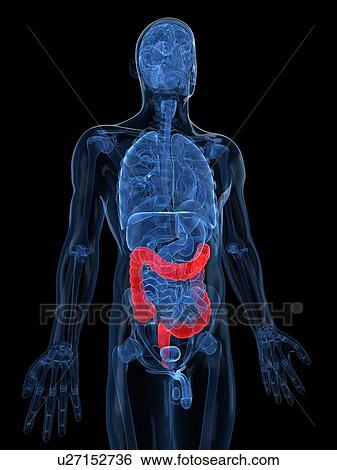Stock Illustration - Healthy large intestines, artwork. Fotosearch