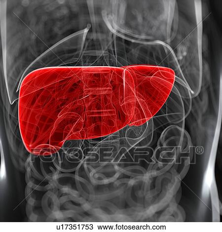 Drawing - Healthy liver, artwork. Fotosearch