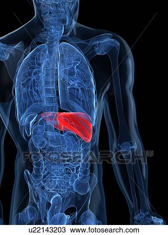 Drawing - Healthy liver, artwork. Fotosearch