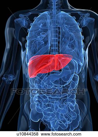 Stock Illustration - Healthy liver, artwork. Fotosearch