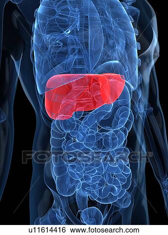 Stock Illustration - Healthy liver, artwork. Fotosearch