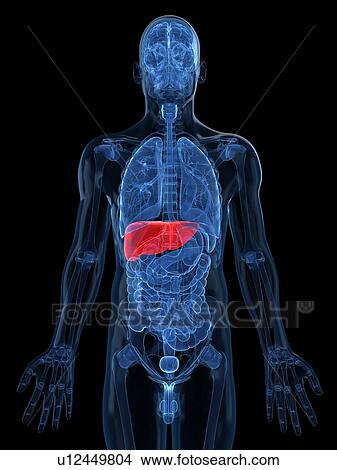 Healthy liver, artwork View Large Illustration Stock Illustration - Healthy liver, artwork. Fotosearch