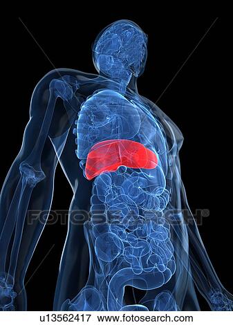 Healthy liver, artwork View Large Illustration Stock Illustration - Healthy liver, artwork. Fotosearch