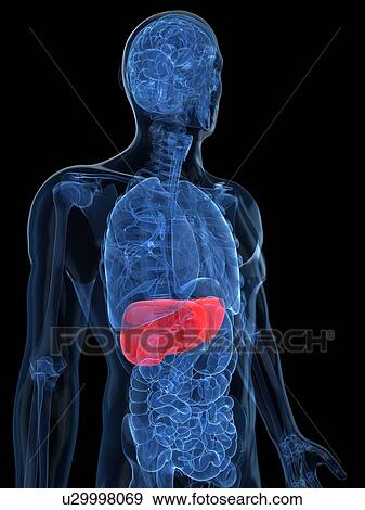 Stock Illustration - Healthy liver, artwork. Fotosearch