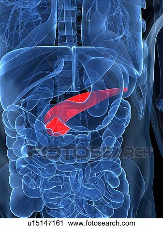 Healthy pancreas, artwork View Large Illustration Clip Art - Healthy pancreas, artwork. Fotosearch