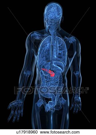 Clipart - Healthy pancreas, artwork. Fotosearch