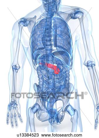 Healthy pancreas, artwork View Large Illustration Drawing - Healthy pancreas, artwork. Fotosearch
