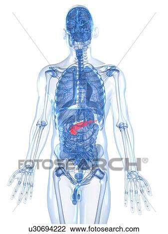 Healthy pancreas, artwork View Large Illustration Drawing - Healthy pancreas, artwork. Fotosearch