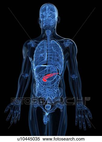 Healthy pancreas, artwork View Large Illustration Stock Illustration - Healthy pancreas, artwork. Fotosearch