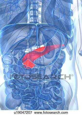 Stock Illustration - Healthy pancreas, artwork. Fotosearch