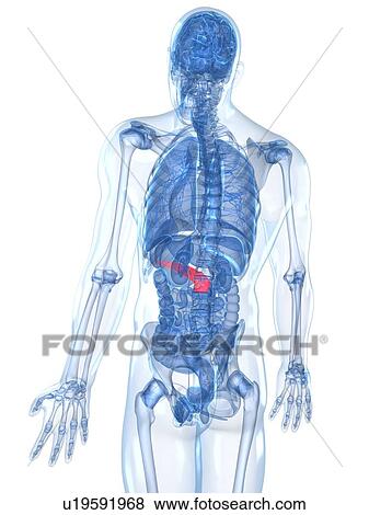 Healthy pancreas, artwork View Large Illustration Stock Illustration - Healthy pancreas, artwork. Fotosearch