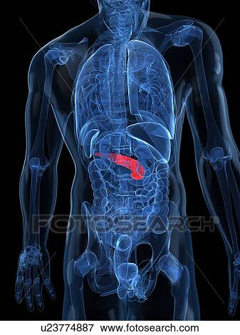 Healthy pancreas, artwork View Large Illustration Stock Illustration - Healthy pancreas, artwork. Fotosearch