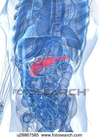 Stock Illustration - Healthy pancreas, artwork. Fotosearch