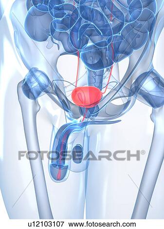 Healthy prostate gland, artwork View Large Illustration Stock Illustration - Healthy prostate gland, artwork. Fotosearch