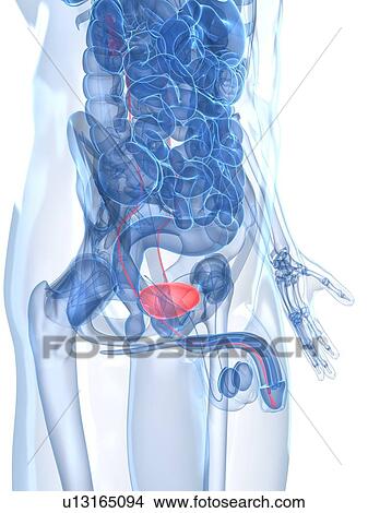 Healthy prostate gland, artwork View Large Illustration Stock Illustration - Healthy prostate gland, artwork. Fotosearch
