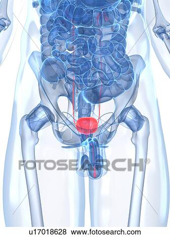 Stock Illustration - Healthy prostate gland, artwork. Fotosearch
