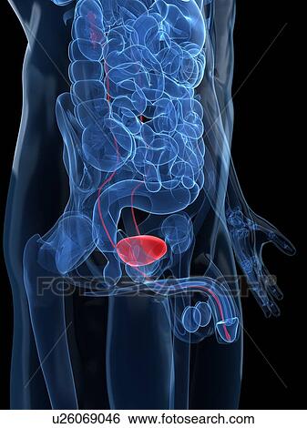 Stock Illustration - Healthy prostate gland, artwork. Fotosearch