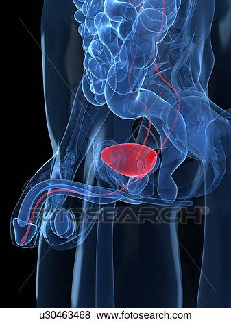 Stock Illustration - Healthy prostate gland, artwork. Fotosearch