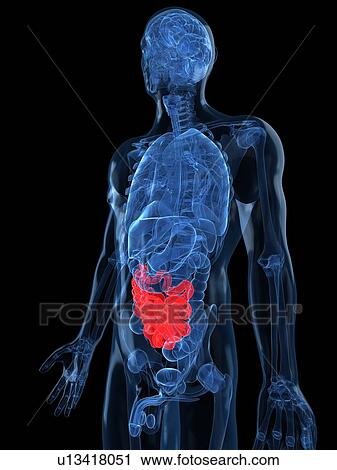 Healthy small intestines, artwork View Large Illustration Clip Art - Healthy small intestines, artwork. Fotosearch
