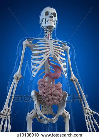 Clipart - Healthy small intestines, artwork. Fotosearch