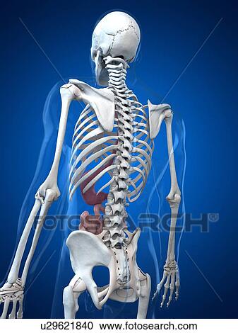 Clipart - Healthy small intestines, artwork. Fotosearch