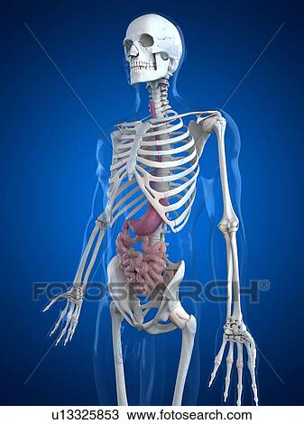 Drawing - Healthy small intestines, artwork. Fotosearch