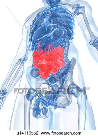 Drawing - Healthy small intestines, artwork. Fotosearch