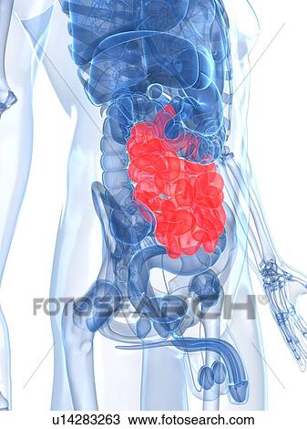 Drawing - Healthy small intestines, artwork. Fotosearch