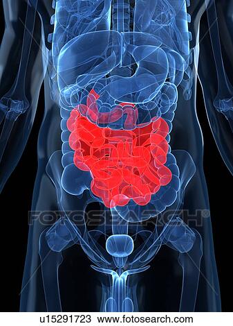 Drawing - Healthy small intestines, artwork. Fotosearch