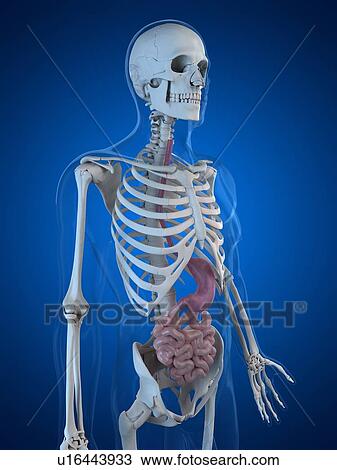 Healthy small intestines, artwork View Large Illustration Drawing - Healthy small intestines, artwork. Fotosearch