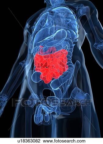 Drawing - Healthy small intestines, artwork. Fotosearch