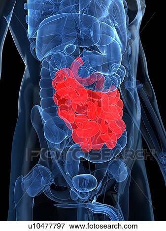 Stock Illustration - Healthy small intestines, artwork. Fotosearch