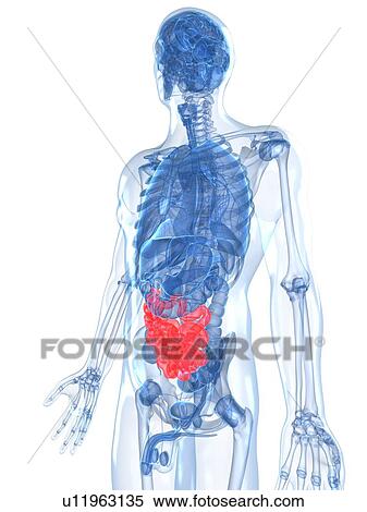 Healthy small intestines, artwork View Large Illustration Stock Illustration - Healthy small intestines, artwork. Fotosearch
