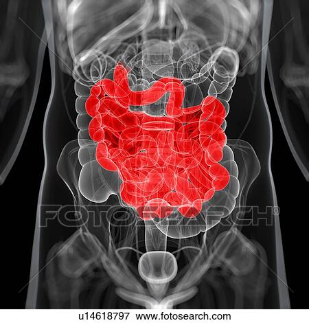 Stock Illustration - Healthy small intestines, artwork. Fotosearch