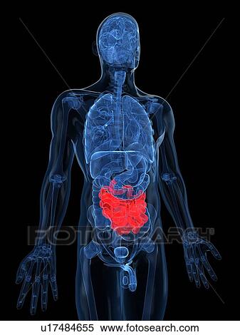 Healthy small intestines, artwork View Large Illustration Stock Illustration - Healthy small intestines, artwork. Fotosearch