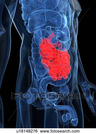 Healthy small intestines, artwork View Large Illustration Stock Illustration - Healthy small intestines, artwork. Fotosearch