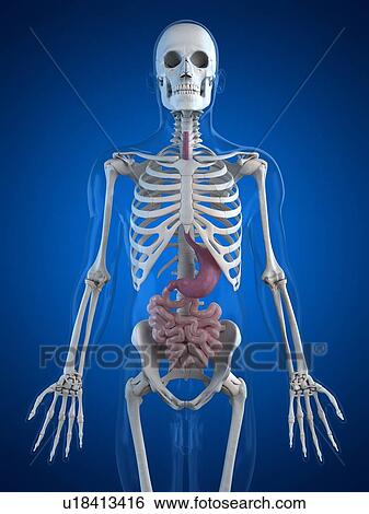 Stock Illustration - Healthy small intestines, artwork. Fotosearch
